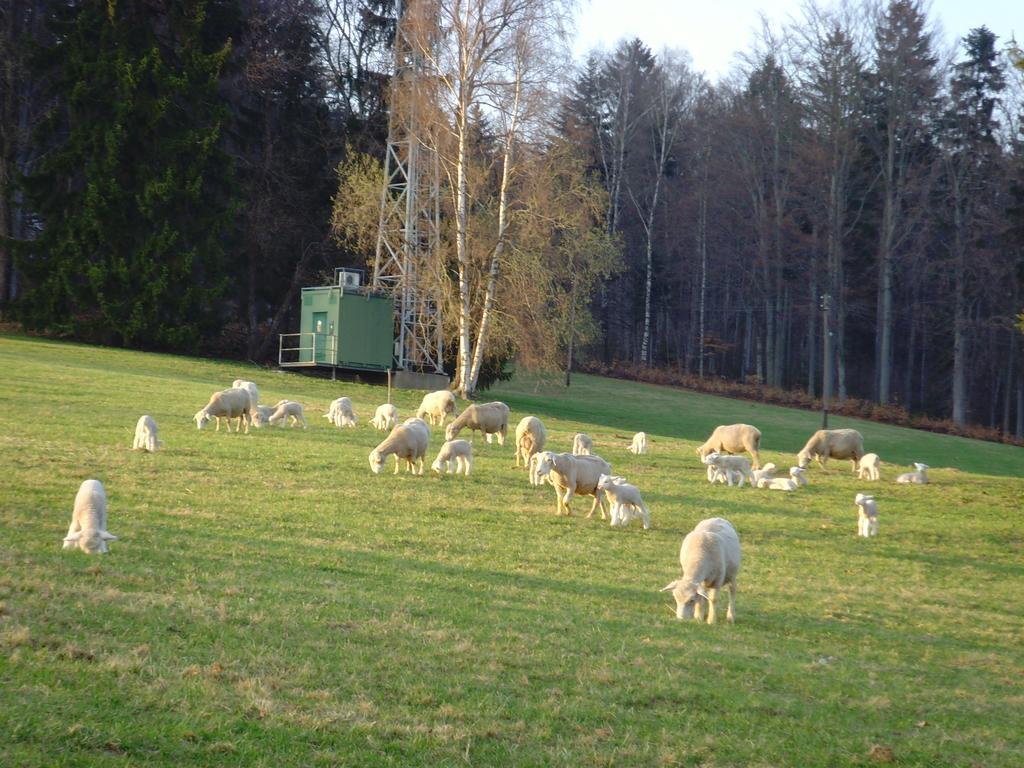 Na Zvonici Konuk evi Paseky nad Jizerou Dış mekan fotoğraf